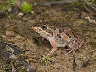 The Spotted Marsh Frog. Photo by Chris Tzaros.